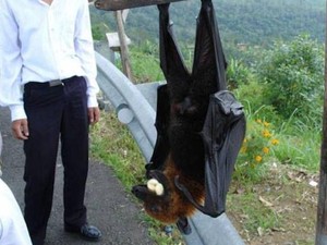 Nasib Kelelawar Raksasa yang Terancam Punah