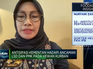 Virus Lato-lato & PMK Ancam Hewan Kurban, Kementan Antisipasi