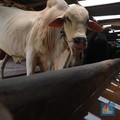 RI Mau Impor Sapi Brasil, Gak Takut PMK? Ini Kata Luhut