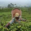 Tanda Kiamat Semakin Dekat Tampak Jelas di Daun, Berani Baca?