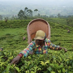 Tanda Kiamat Semakin Dekat Tampak Jelas di Daun, Berani Baca?