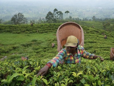 Apa Rahasia Sri Lanka Jadi Kebun Teh Dunia?