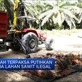 Video: Pemerintah Putihkan 3,3 Juta Hektar Lahan Sawit Ilegal