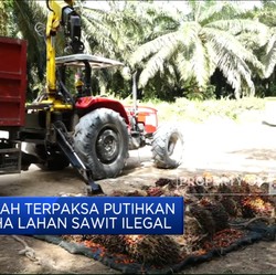 Video: Pemerintah Putihkan 3,3 Juta Hektar Lahan Sawit Ilegal