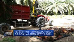 Video: Pemerintah Putihkan 3,3 Juta Hektar Lahan Sawit Ilegal