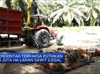 Video: Pemerintah Putihkan 3,3 Juta Hektar Lahan Sawit Ilegal