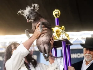 Penampakan Anjing Terjelek Sedunia 2024