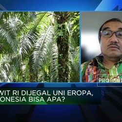 Eropa Mau 'Bunuh' Sawit, RI Siap-siap Lawan Pakai 3 Jurus Ini