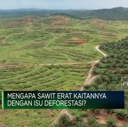 Video: Mengapa Sawit Erat Kaitannya Dengan Isu Deforestasi?
