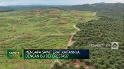 Video: Mengapa Sawit Erat Kaitannya Dengan Isu Deforestasi?
