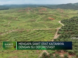 Video: Mengapa Sawit Erat Kaitannya Dengan Isu Deforestasi?