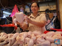 Tak Disangka, Penyebab Harga Daging Ayam Meledak karena Ini