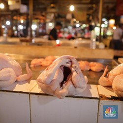 Lapor Pak Jokowi! Gegara Ayam, 'Momok' Mengerikan Datang Lagi