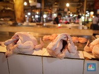Lapor Pak Jokowi! Gegara Ayam, 'Momok' Mengerikan Datang Lagi