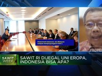 Sawit Direkomendasikan Sebagai Tanaman Hutan, Apa Pentingnya?