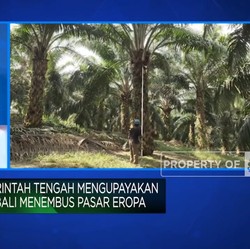 Tantangan Sawit RI, Dijegal UE Hingga Harmonisasi Kebijakan