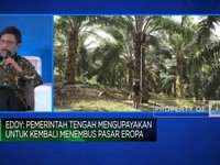 Tantangan Sawit RI, Dijegal UE Hingga Harmonisasi Kebijakan