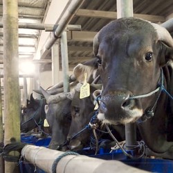 Video: Ini Dia 5 Jenis Sapi Kurban Termahal