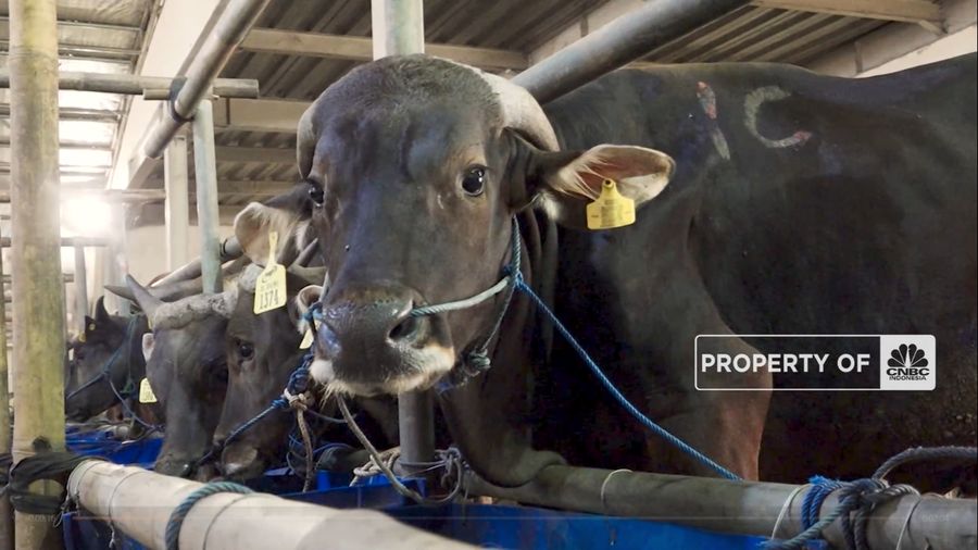 INI DIA! 5 JENIS SAPI KURBAN TERMAHAL