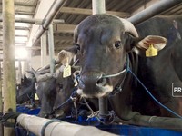 Video: Ini Dia 5 Jenis Sapi Kurban Termahal