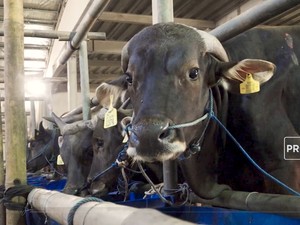  Ini Dia 5 Jenis Sapi Kurban Termahal