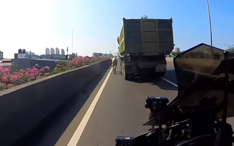 Diduga mengalami stres seekor sapi kabur hingga masuk ke Ruas Tol Jakarta Utara pada Kamis (29/6/2023). (Tangkapan Layar Instagram @abster_matthew)