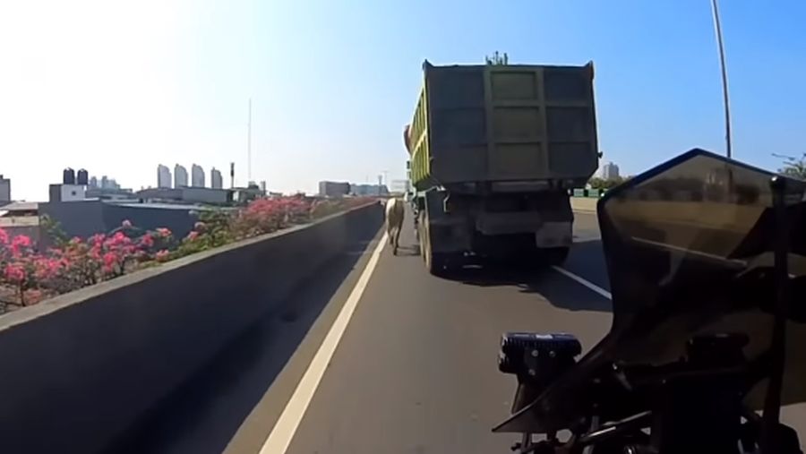 Diduga mengalami stres seekor sapi kabur hingga masuk ke Ruas Tol Jakarta Utara pada Kamis (29/6/2023). (Tangkapan Layar Instagram @abster_matthew)