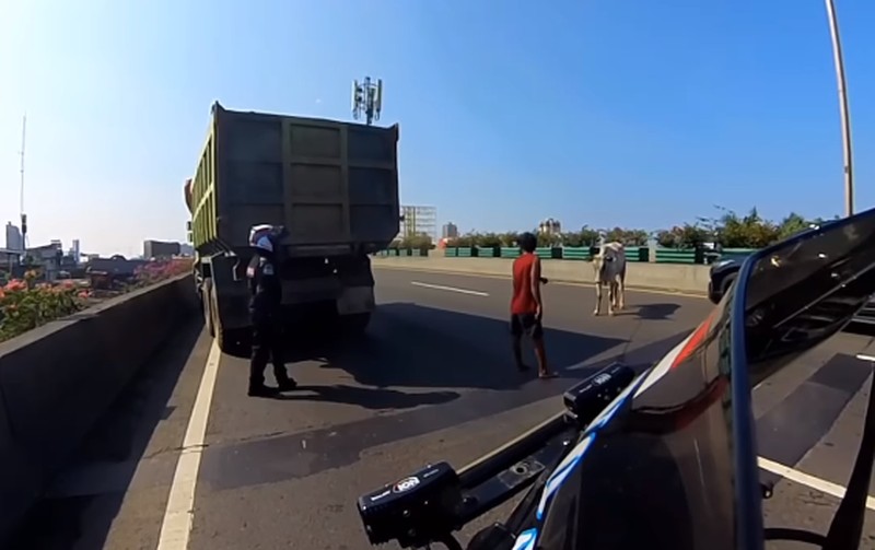 Diduga mengalami stres seekor sapi kabur hingga masuk ke Ruas Tol Jakarta Utara pada Kamis (29/6/2023). (Tangkapan Layar Instagram @abster_matthew)