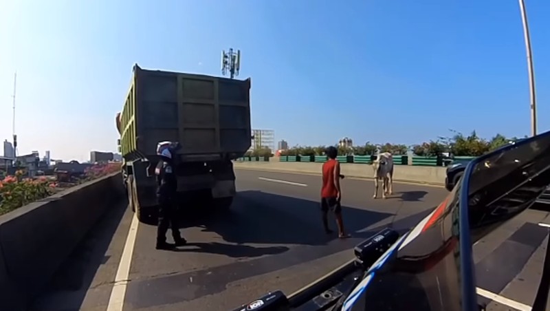 Diduga mengalami stres seekor sapi kabur hingga masuk ke Ruas Tol Jakarta Utara pada Kamis (29/6/2023). (Tangkapan Layar Instagram @abster_matthew)