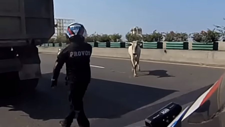 Diduga mengalami stres seekor sapi kabur hingga masuk ke Ruas Tol Jakarta Utara pada Kamis (29/6/2023). (Tangkapan Layar Instagram @abster_matthew)