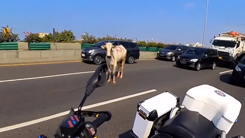 Diduga mengalami stres seekor sapi kabur hingga masuk ke Ruas Tol Jakarta Utara pada Kamis (29/6/2023). (Tangkapan Layar Instagram @abster_matthew)