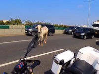 Bikin Geger! Potret Sapi Buat Idul Adha Masuk ke Jalan Tol