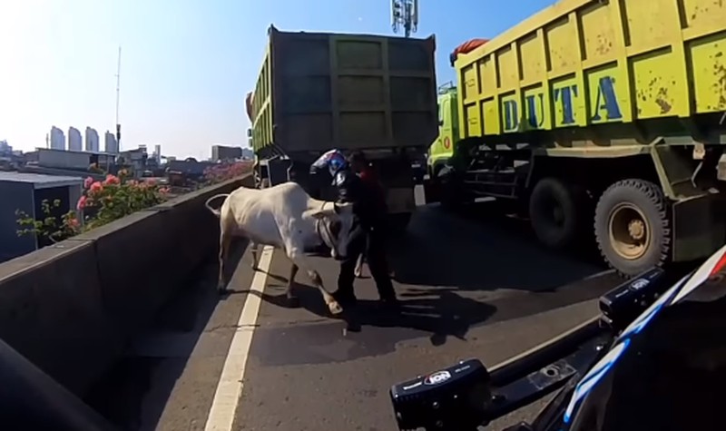Diduga mengalami stres seekor sapi kabur hingga masuk ke Ruas Tol Jakarta Utara pada Kamis (29/6/2023). (Tangkapan Layar Instagram @abster_matthew)