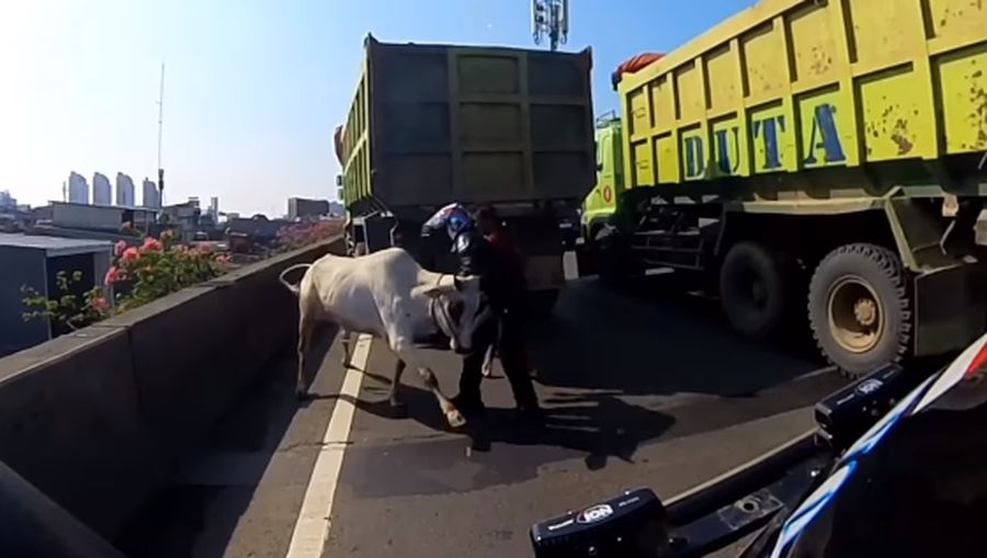 Diduga mengalami stres seekor sapi kabur hingga masuk ke Ruas Tol Jakarta Utara pada Kamis (29/6/2023). (Tangkapan Layar Instagram @abster_matthew)