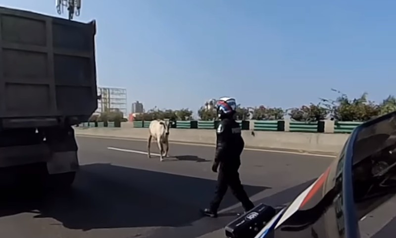 Diduga mengalami stres seekor sapi kabur hingga masuk ke Ruas Tol Jakarta Utara pada Kamis (29/6/2023). (Tangkapan Layar Instagram @abster_matthew)