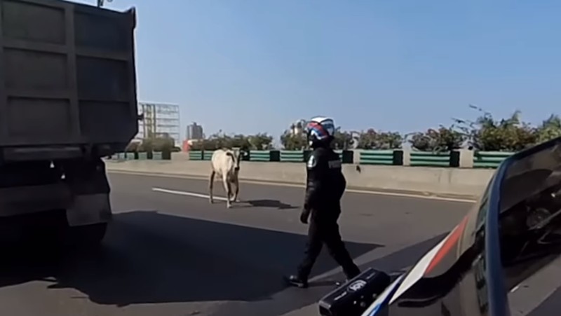 Diduga mengalami stres seekor sapi kabur hingga masuk ke Ruas Tol Jakarta Utara pada Kamis (29/6/2023). (Tangkapan Layar Instagram @abster_matthew)