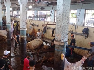 Organ Hati Ratusan Hewan Kurban di Bandung Terinfeksi Cacing