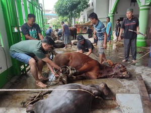 Waktu Penyembelihan Kurban Tanggal Berapa? Ini Ketentuannya