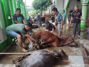 Niat dan Tata Cara Menyembelih Hewan Kurban, Perhatikan dengan Seksama