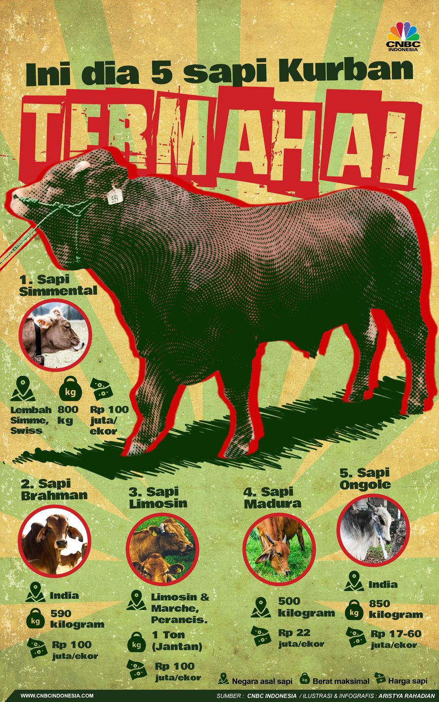 Ini Dia 5 Jenis Sapi Kurban Termahal Ini Dia 5 Jenis Sapi Kurban Termahal