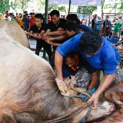 Jadwal Idul Adha 2024 Versi Muhammadiyah, NU dan Pemerintah
