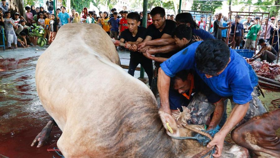 Pemotongan hewan kurban berupa sapi di Masjid Cut Meutia, Jakarta, Kamis (29/6/2023). (REUTERS/Ajeng Dinar Ulfiana) Pemotongan hewan kurban berupa sapi di Masjid Cut Meutia, Jakarta, Kamis (29/6/2023). (REUTERS/Ajeng Dinar Ulfiana)