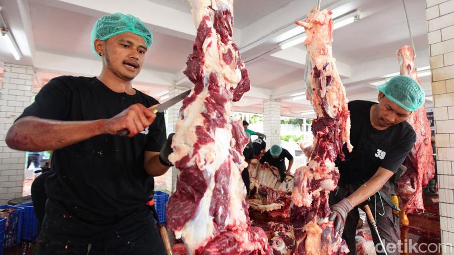 Masjid Istiqlal menyembelih hewan kurban sebanyak 43 ekor sapi dan 8 ekor kambing hari ini, Sabtu (1/7/2023).