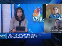 Peternak Ayam Mengeluh Impor Jagung Dilarang, Ini Efeknya!