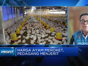 Peternak Tak Untung Meski Harga Daging Ayam Meroket, Kenapa?
