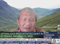 Mantan Menteri Pertanian Sebut Usia Sawit Nasional Sudah Tua