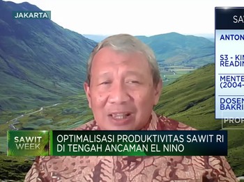 Dana Terbatas,Peremajaan Sawit Rakyat Terkendala Bibit Unggul