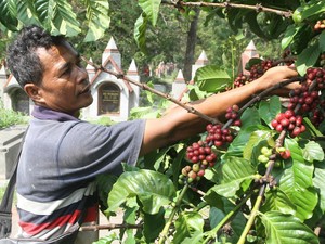 Top! Kopi-Cokelat RI Laris di Luar Negeri