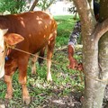 Bukit Asam Salurkan 145 Sapi & 56 Kambing Saat Idul Adha