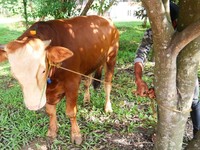 Bukit Asam Salurkan 145 Sapi & 56 Kambing Saat Idul Adha